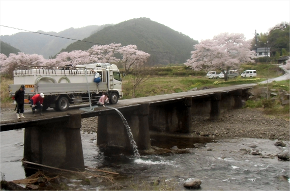 春桜の頃、稚魚の放流を行い夏のシーズンを待ちます。